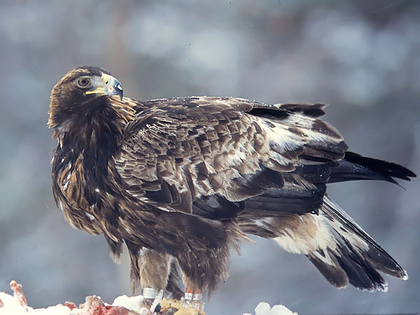 Maakotka, Golden Eagle, Aquila chrysaetos